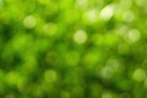 Blurred bokeh background image of bright green foliage in spring or summer. photo