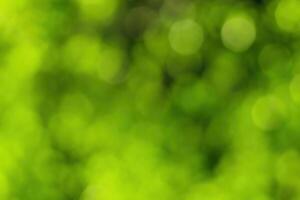 Blurred bokeh background image of bright green foliage in spring or summer. photo