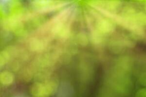 Blurred bokeh background image of bright green foliage and sunbeams in spring or summer. photo