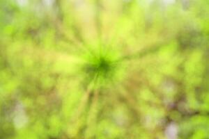Blurred bokeh background image of bright green foliage and sunbeams in spring or summer. photo