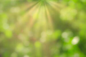 Blurred bokeh background image of bright green foliage and sunbeams in spring or summer. photo