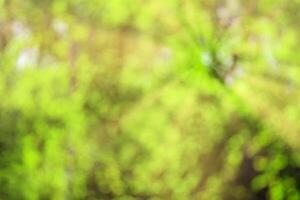 Blurred bokeh background image of bright green foliage and sunbeams in spring or summer. photo
