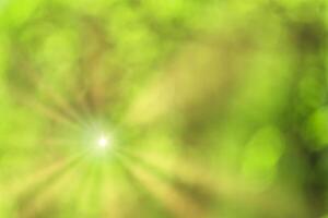 Blurred bokeh background image of bright green foliage and sunbeams in spring or summer. photo