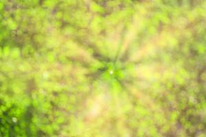 Blurred bokeh background image of bright green foliage and sunbeams in spring or summer. photo