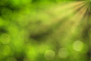 Blurred bokeh background image of bright green foliage and sunbeams in spring or summer. photo