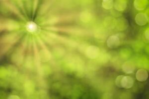 Blurred bokeh background image of bright green foliage and sunbeams in spring or summer. photo