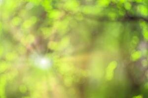 Blurred bokeh background image of bright green foliage and sunbeams in spring or summer. photo