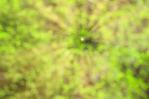 Blurred bokeh background image of bright green foliage and sunbeams in spring or summer. photo