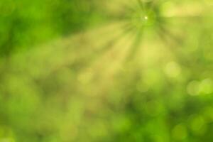 Blurred bokeh background image of bright green foliage and sunbeams in spring or summer. photo