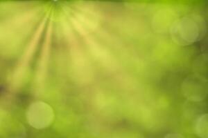 Blurred bokeh background image of bright green foliage and sunbeams in spring or summer. photo