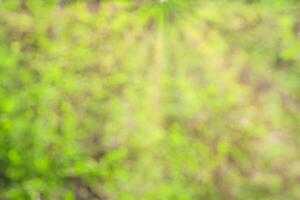 Blurred bokeh background image of bright green foliage and sunbeams in spring or summer. photo