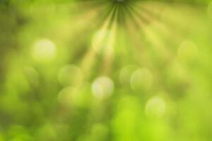 Blurred bokeh background image of bright green foliage and sunbeams in spring or summer. photo