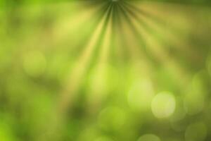 Blurred bokeh background image of bright green foliage and sunbeams in spring or summer. photo