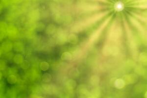 Blurred bokeh background image of bright green foliage and sunbeams in spring or summer. photo