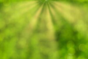 Blurred bokeh background image of bright green foliage and sunbeams in spring or summer. photo