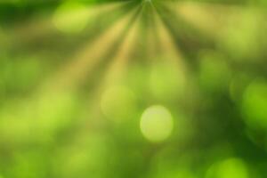 Blurred bokeh background image of bright green foliage and sunbeams in spring or summer. photo