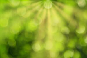 Blurred bokeh background image of bright green foliage and sunbeams in spring or summer. photo