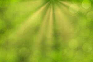 Blurred bokeh background image of bright green foliage and sunbeams in spring or summer. photo