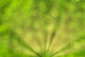 Blurred bokeh background image of bright green foliage and sunbeams in spring or summer. photo