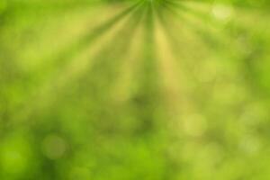 Blurred bokeh background image of bright green foliage and sunbeams in spring or summer. photo