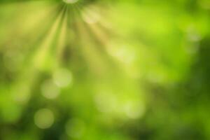 Blurred bokeh background image of bright green foliage and sunbeams in spring or summer. photo