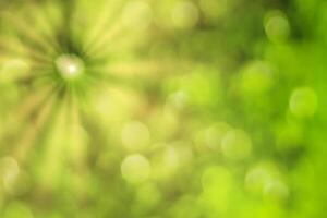 Blurred bokeh background image of bright green foliage and sunbeams in spring or summer. photo