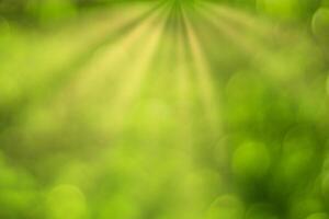 Blurred bokeh background image of bright green foliage and sunbeams in spring or summer. photo