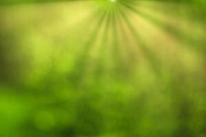 Blurred bokeh background image of bright green foliage and sunbeams in spring or summer. photo