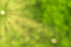 Blurred bokeh background image of bright green foliage and sunbeams in spring or summer. photo