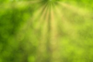 Blurred bokeh background image of bright green foliage and sunbeams in spring or summer. photo