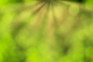 Blurred bokeh background image of bright green foliage and sunbeams in spring or summer. photo