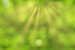 Blurred bokeh background image of bright green foliage and sunbeams in spring or summer. photo