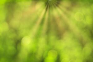 Blurred bokeh background image of bright green foliage and sunbeams in spring or summer. photo