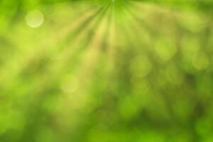 Blurred bokeh background image of bright green foliage and sunbeams in spring or summer. photo