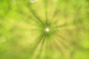 Blurred bokeh background image of bright green foliage and sunbeams in spring or summer. photo