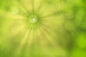 Blurred bokeh background image of bright green foliage and sunbeams in spring or summer. photo