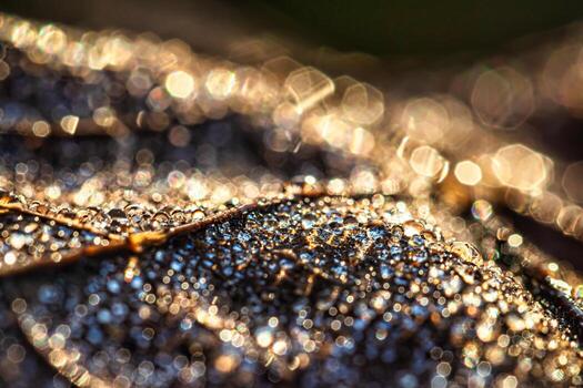 Dew drops on an autumn fallen leaf, shimmering in the sun, shot in close-up with bokeh. Abstract macro background. photo