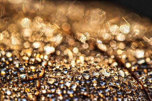 Dew drops on an autumn fallen leaf, shimmering in the sun, shot in close-up with bokeh. Abstract macro background. photo