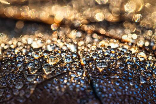 Dew drops on an autumn fallen leaf, shimmering in the sun, shot in close-up with bokeh. Abstract macro background. photo