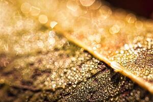 Dew drops on an autumn fallen leaf, shimmering in the sun, shot in close-up with bokeh. Abstract macro background. photo