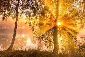 Misty sunrise on the pond in the autumn morning. Birch trees with rays of the sun cutting through the branches, reflected in the water. photo
