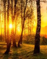 Sunrise or sunset in a spring birch forest with rays of sun shining through tree trunks by shadows and young green grass. photo