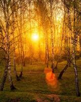 Sunrise or sunset in a spring birch forest with rays of sun shining through tree trunks by shadows and young green grass. photo