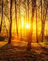 Sunrise or sunset in a spring birch forest with rays of sun shining through tree trunks by shadows and young green grass. photo