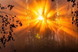 Sunrise with sunrays cutting through trees in fog in autumn morning. photo