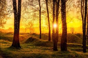 Sunrise or sunset in a spring birch forest with rays of sun shining through tree trunks by shadows and young green grass. photo