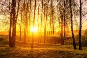 Sunrise or sunset in a spring birch forest with rays of sun shining through tree trunks by shadows and young green grass. photo