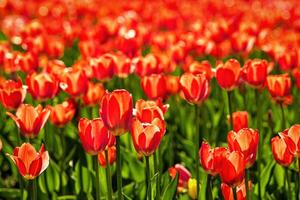 A field of red blooming tulips illuminated by the sun. photo