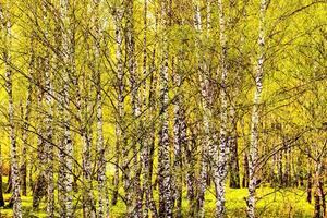 Birch branches covered with young bright foliage and illuminated by the sun in the spring. photo