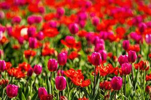A field of red and purple blooming tulips illuminated by the sun. photo